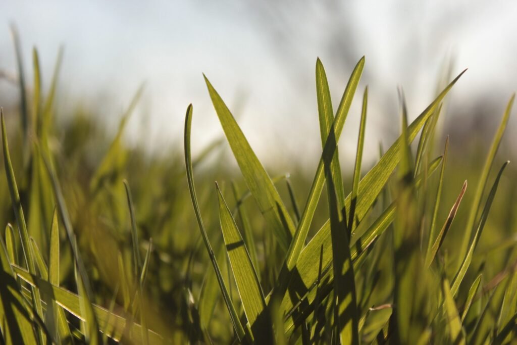 Close-up shot of green grass blades lit by sunlight, showcasing nature's simplicity.